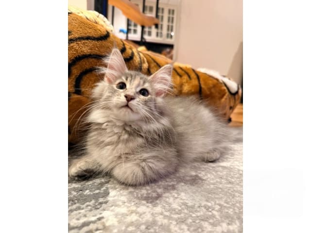 Norwegian Forest · Trelleborg · SE*Northwinds Scatter