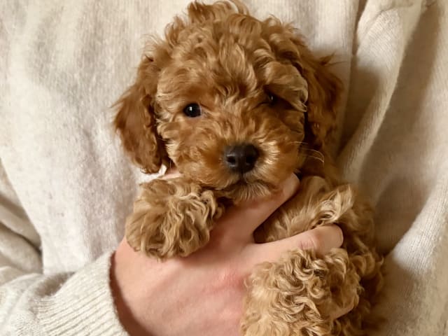 Miniature Poodle
