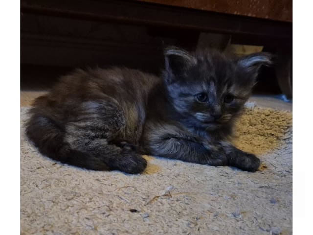 Norsk skogkatt · Huddungeby · S*Mustela's