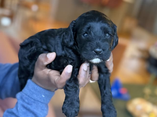 Cavapoo