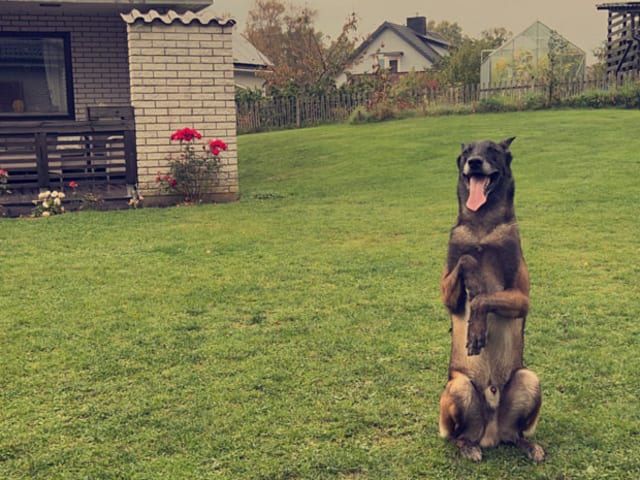Belgian Malinois