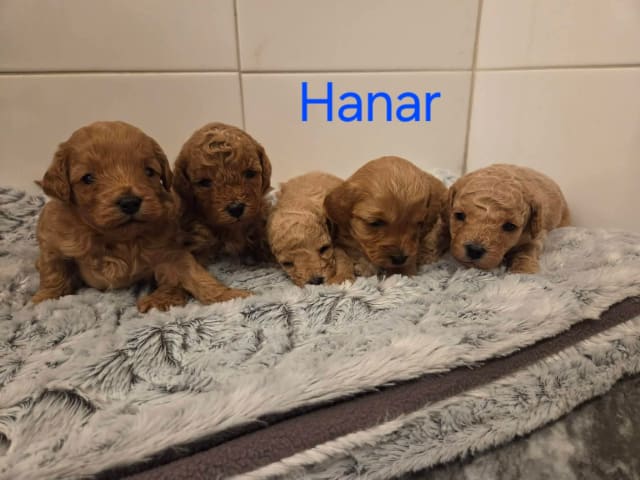 Cavapoo