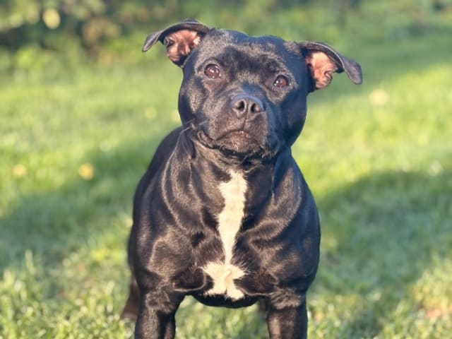 Staffordshire bullterrier · Anneberg · Qrohns
