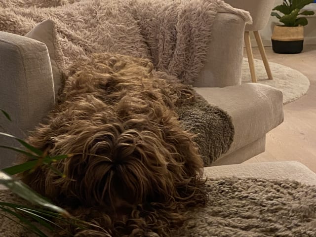Portuguese Water Dog