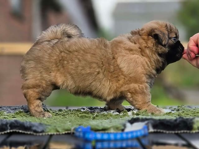 Tibetansk spaniel