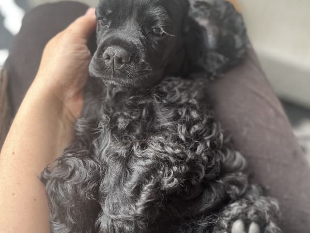 American Cocker Spaniel