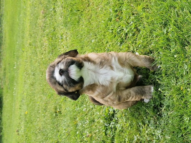 Tibetansk terrier
