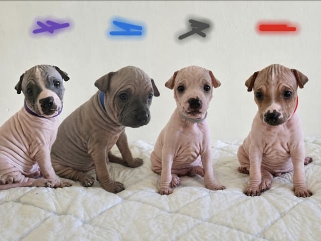 American Hairless Terrier · Nyråd · Christina Biskopstø