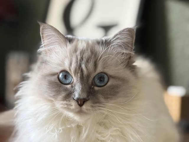 Ragdoll · Växjö · Sofia Å.