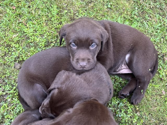 Labrador Retriever