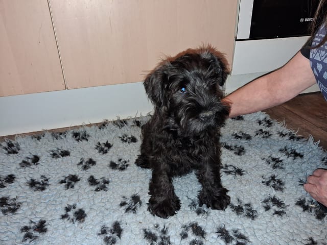 Miniature Schnauzer