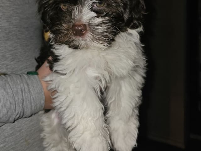 Bichon havanais