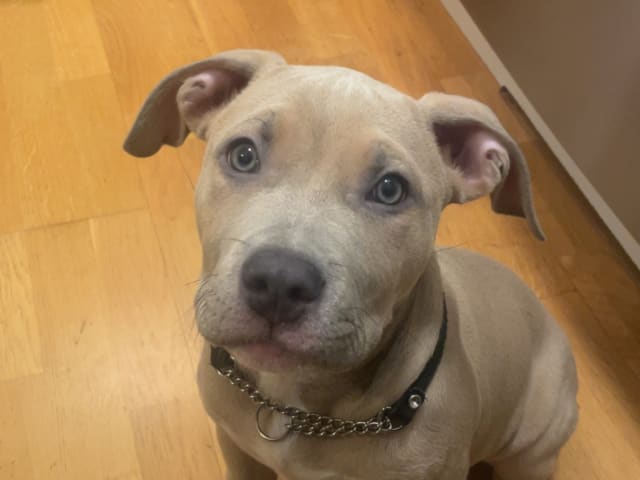 American Staffordshire Terrier