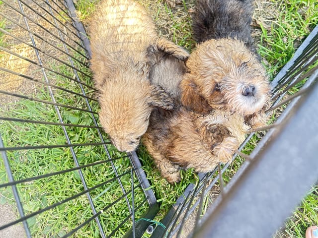 Shih-poo · Holstebro · Linette N.