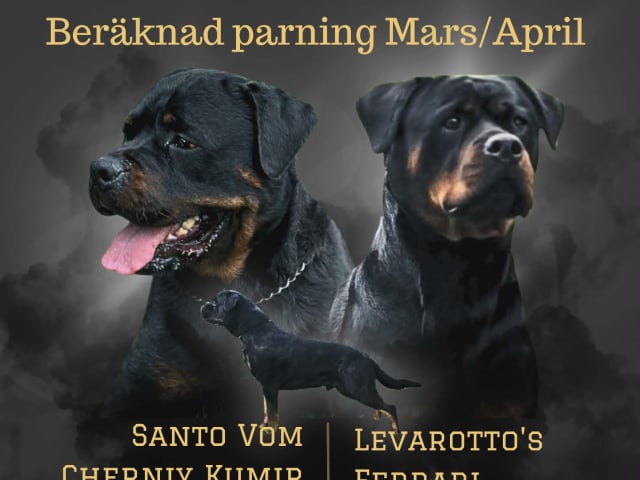 Rottweiler