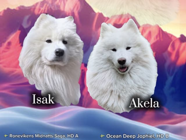 Samoyed