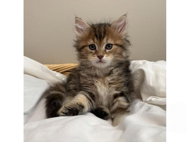 Sibirsk skogkatt
