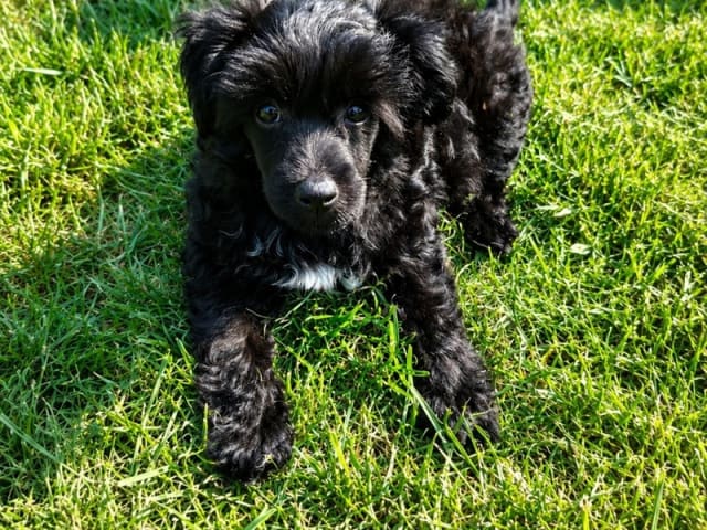 Chinese Crested Dog · Nordborg · Jette Hellerup Nielsen