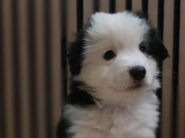 Miniature American Shepherd
