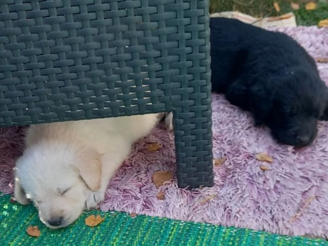 Labrador & Golden doodle · Munkfors · Joakim S.