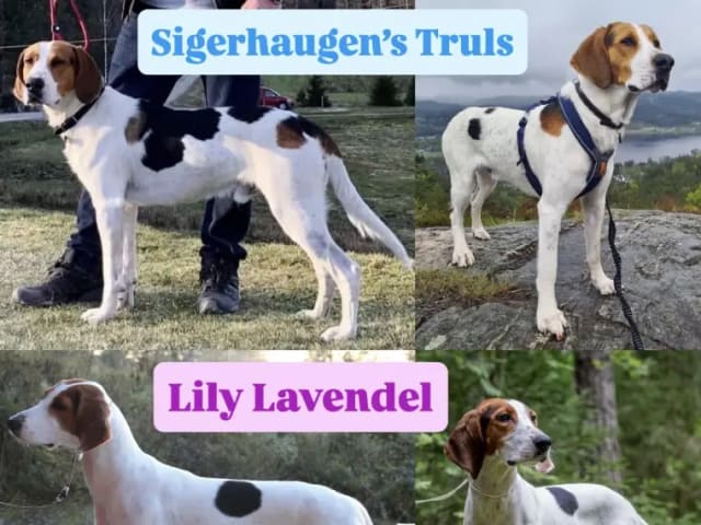 Haldenstövare · Tangen · Lykkelosberget
