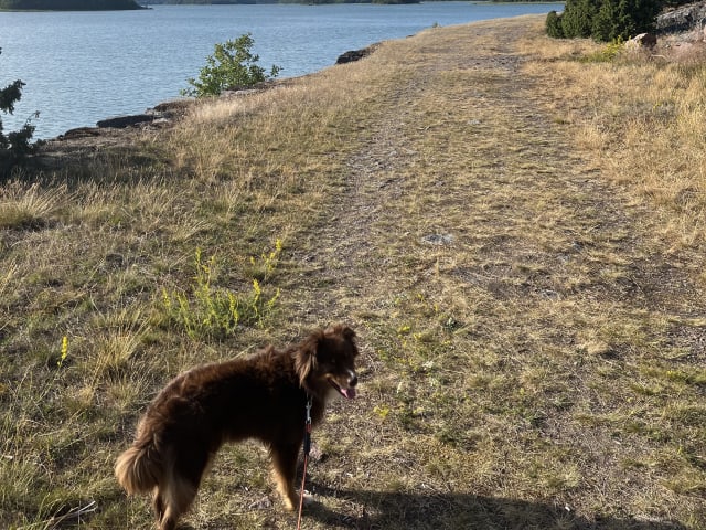 Miniature American Shepherd · Hägersten · Gabriel L.