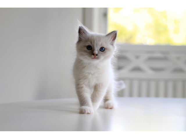 Ragdoll