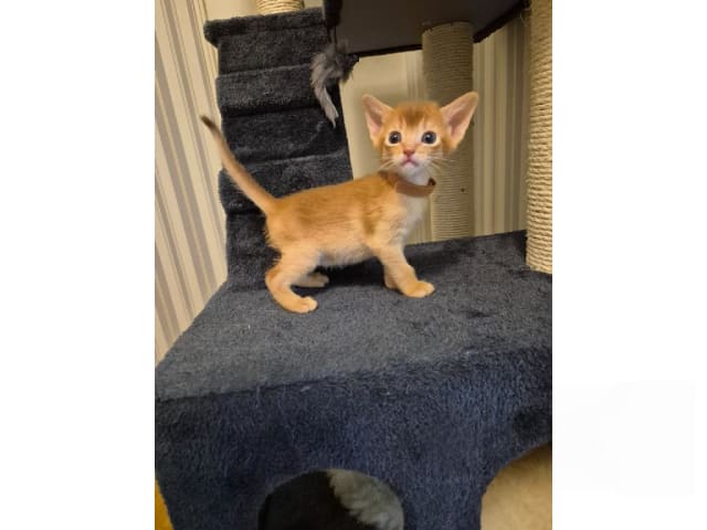 Abyssiner katt · Molkom · SE*Antennaria Rubra's