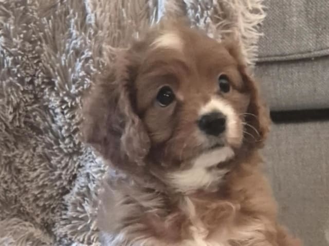 Cavapoo