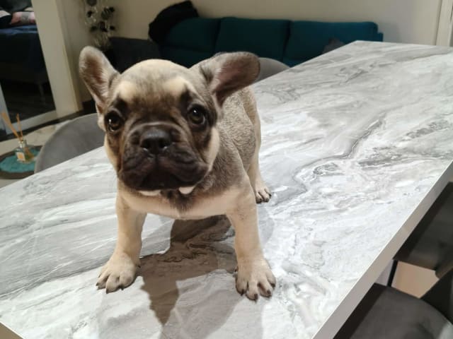 Fransk bulldogg · Lilla Edet · Suzana K.