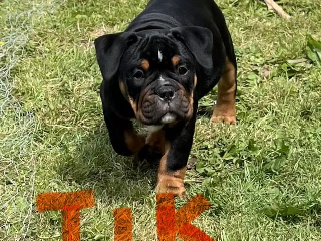 Olde English Bulldogge · Malmö · Ulrika L.