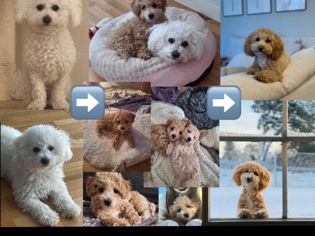 Bichonpoo