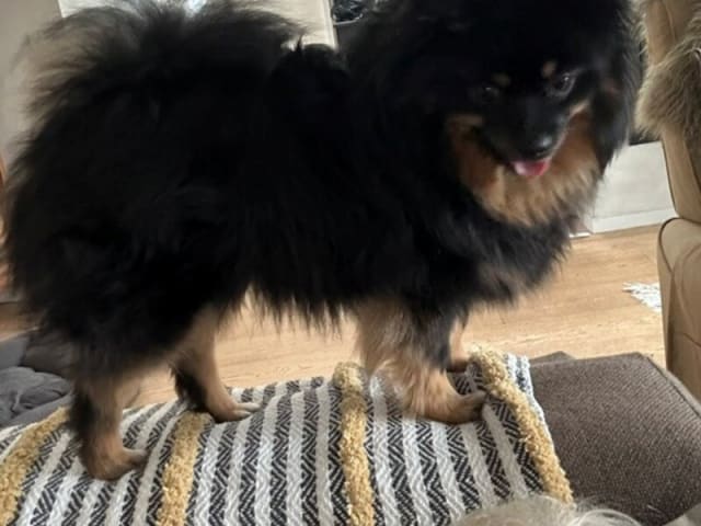 German Spitz – Kleinspitz · København S · Gypsy Magic
