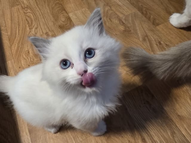 Ragdoll · Norrköping · Benjamin I.