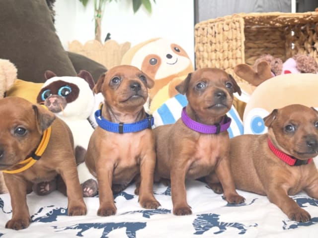 Miniature Pinscher