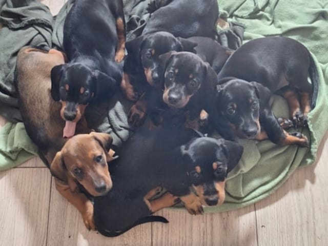 Dachshund · Helle · Rune Rasmussen