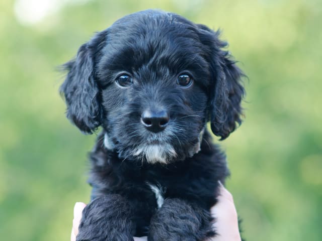 Bernedoodle