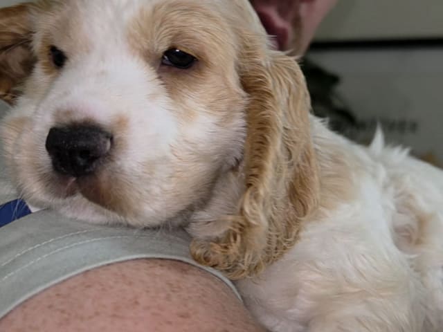 Cocker Spaniel · Södertälje · Savanah B.