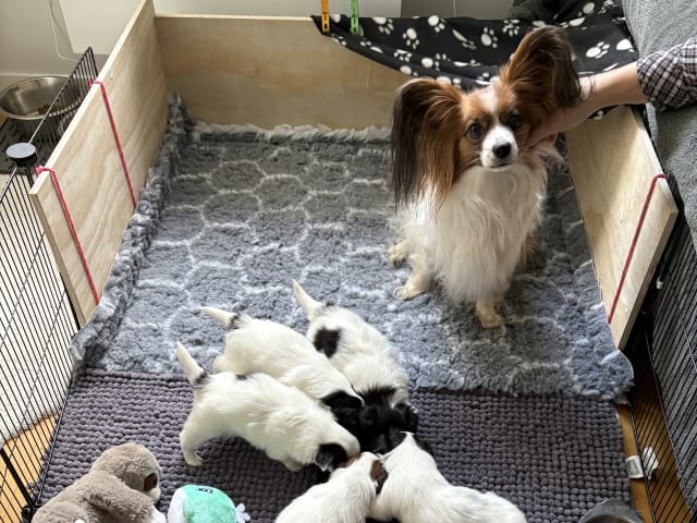 Papillon