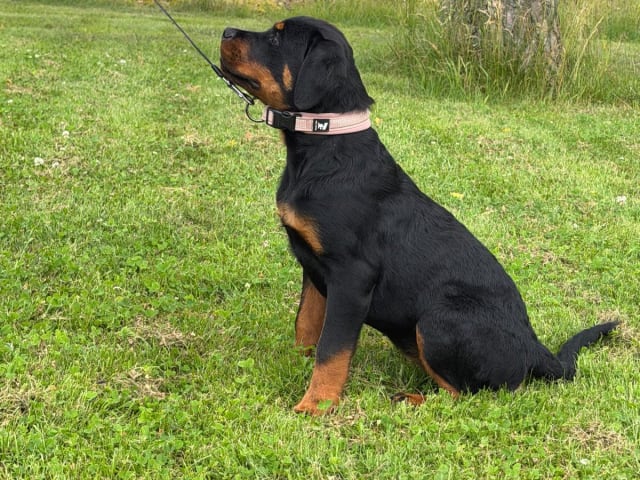 Rottweiler · Lödöse · Kennel Lexander's
