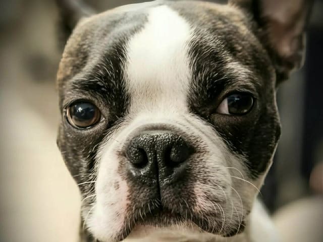 Bostonterrier