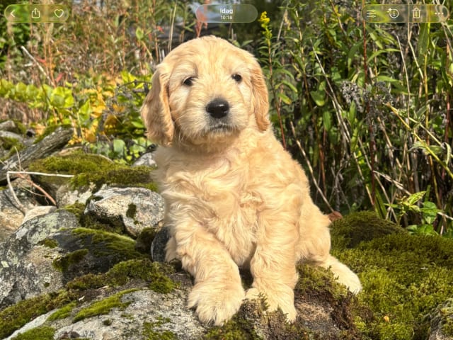 Drömsjöns Goldendoodle