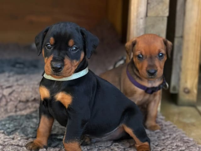 German Pinscher