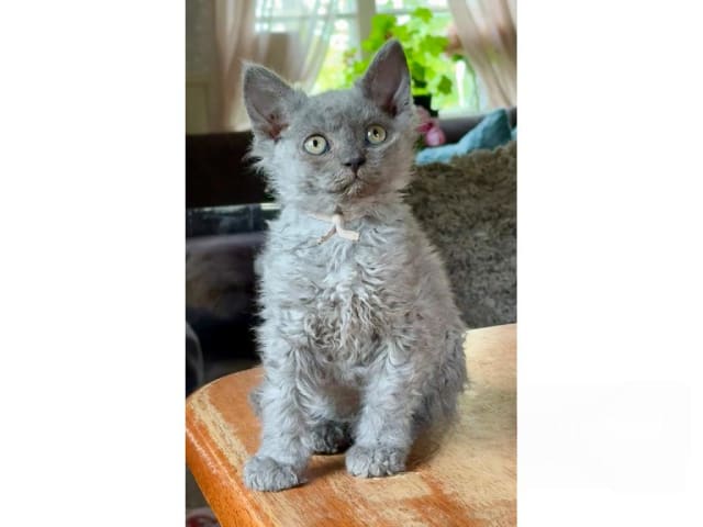 Selkirk Rex Longhair · Strängnäs · SE*Listorps