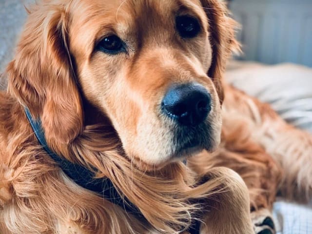 Golden retriever · Härryda · GuldSaven