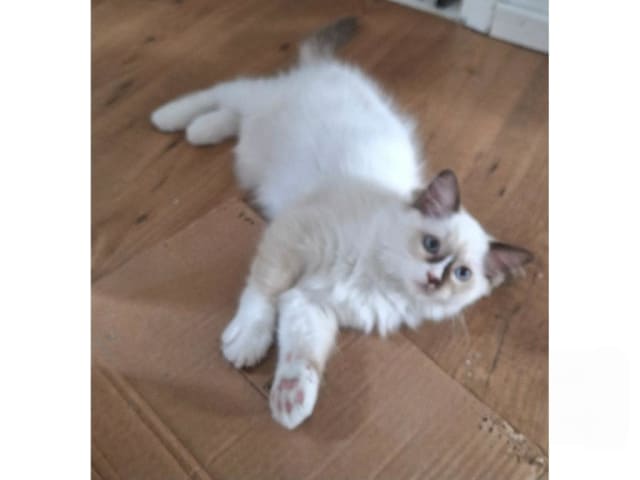 Ragdoll · Anderslöv · S*Earth Angel's