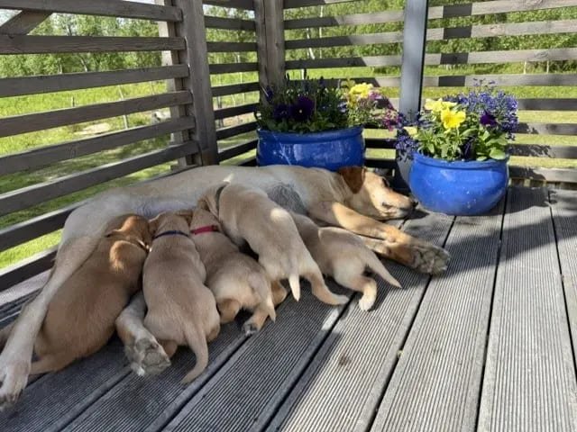 Labrador Retriever · Tana · Jeaggeravdda