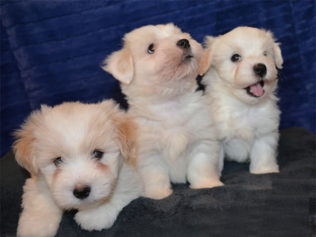 Coton de Tulear