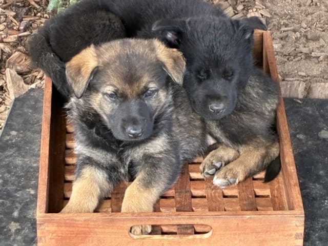 Tysk Schäferhund · Vrå · Bayogi