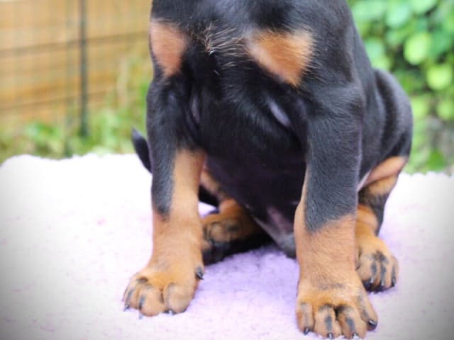 Dobermann · Skippinge · Iztaris